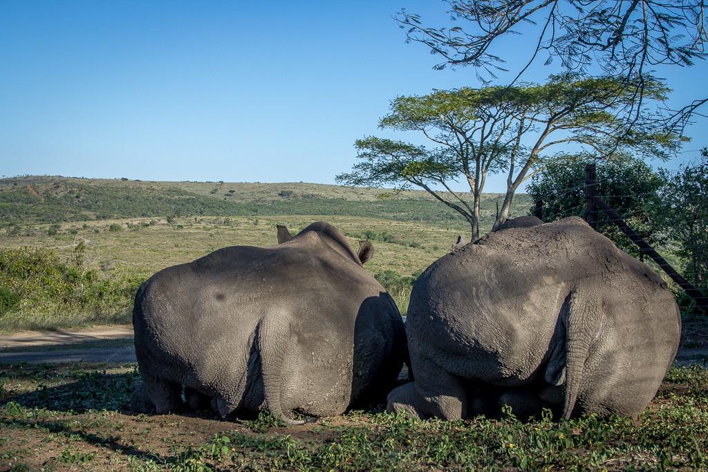 Thula Thula Exclusive Private Game Reserve & Lodge Ntambanana Kültér fotó