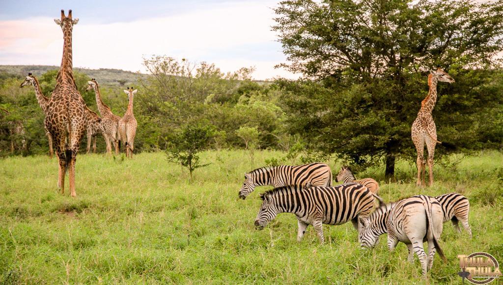 Thula Thula Exclusive Private Game Reserve & Lodge Ntambanana Kültér fotó