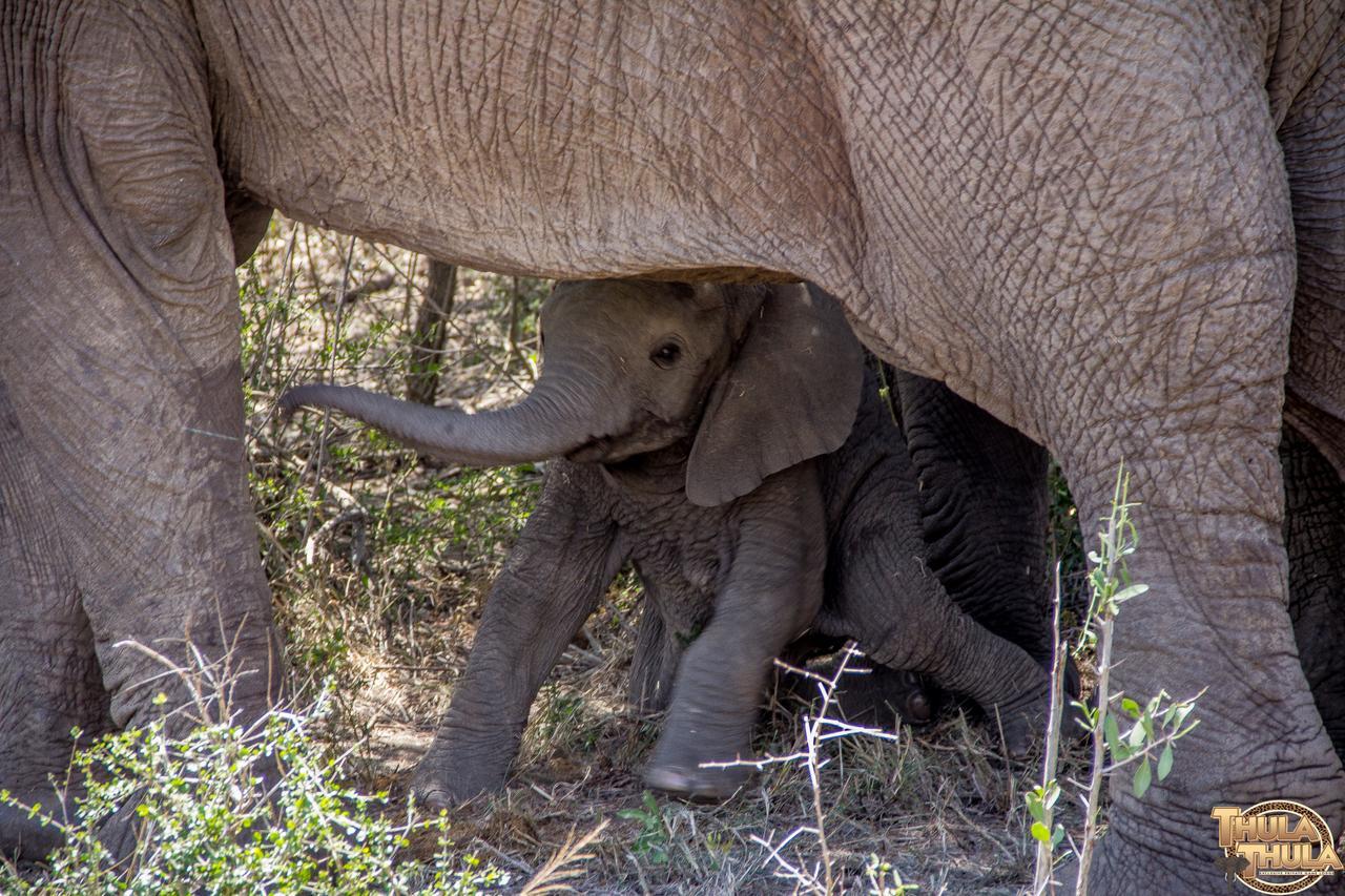 Thula Thula Exclusive Private Game Reserve & Lodge Ntambanana Kültér fotó